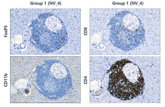 Immune mediated insulitis in mice. Control animals