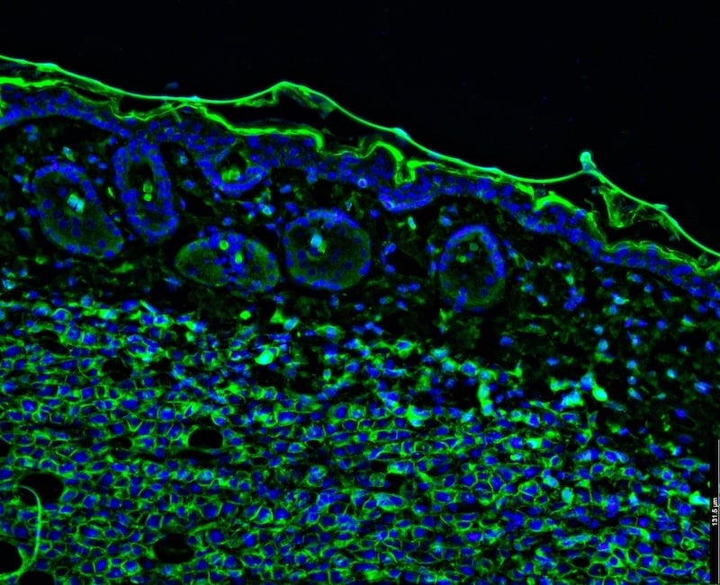 StageBio Website - Services_IHC Page_IF StageBio Website - Services_IHC Page_IF