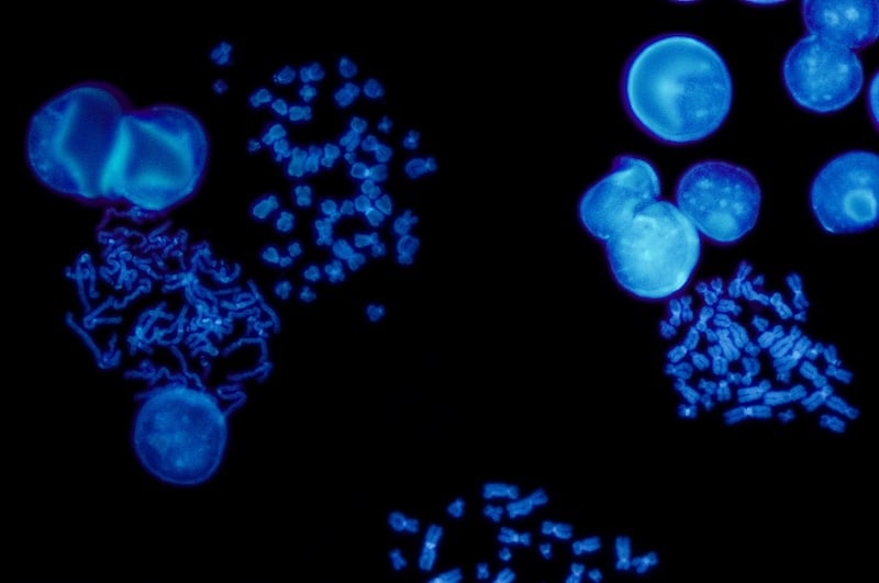 StageBio Website - Services_IHC Page_ISH StageBio Website - Services_IHC Page_ISH