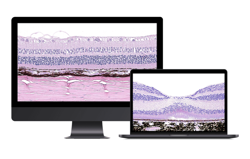 StageBio Services_Ocular 3 StageBio Services_Ocular 3